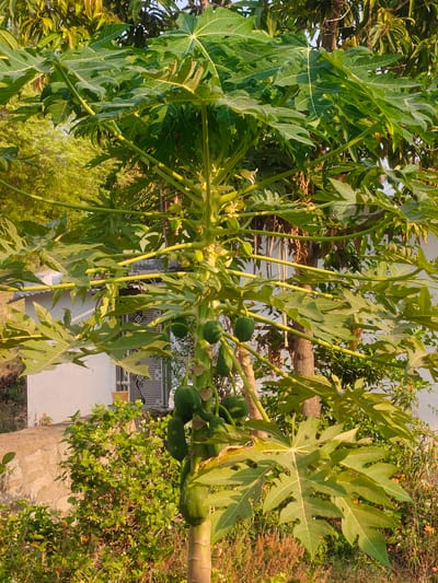 The image depicts a papaya tree laden with green fruits, located in Kammavaripalli, India. The tree is the central subject, displaying large, palmate leaves and a trunk covered in ripening papayas. It stands amidst other vegetation, including shrubs and another tree, possibly a mango tree, in the background. A single-story building with a visible window and security bars is seen behind the foliage to the left. A concrete wall partially obscures the lower left corner of the frame. The scene is bathed in natural sunlight, suggesting it is daytime.