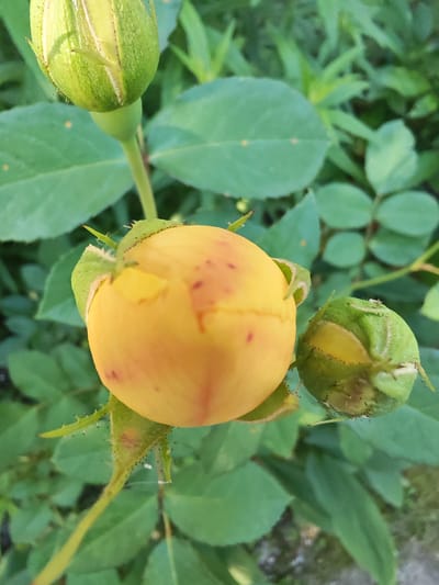 The image shows a close-up view of several rose buds in various stages of development, surrounded by green foliage. In the foreground, a prominent yellow rose bud is partially open, revealing hints of its color. To its right, a smaller, tightly closed green bud is visible. Above the yellow bud, another larger, green bud, also partially open, is out of focus. The rose buds have thorny stems and green sepals. The background consists of blurred green leaves, suggesting an outdoor setting in a garden or natural environment. The lighting suggests it might be daytime, possibly in the morning or late afternoon, given the soft light. There are no people or text visible in the image. The overall impression is one of nature's delicate beauty and the anticipation of blooming flowers.