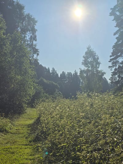 An eye-level, medium shot captures a sun-drenched pathway winding through a verdant landscape, suggesting a rural setting, potentially on the outskirts of Voinskaya Chast' Mchs, Russia. The sun, a bright disc with a halo effect, dominates the upper right quadrant of the frame, casting a warm glow and creating a slight haze. Lush green foliage, including trees and tall grasses, flanks the path, with a dense forest visible in the background. The path itself is a strip of mown grass, creating a clear visual guide into the scene. The overall impression is one of natural beauty and tranquility.