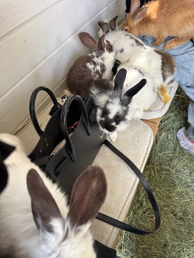 In Solana Beach, United States of America, a grouping of rabbits huddles near a black handbag. The rabbits are different colors: tan, brown and white spotted, and black and white spotted. They sit on a white wooden surface next to a beige upholstered area, possibly a bench, upon which sits a hay-like material. A pair of denim-clad legs is visible above the rabbits. The black handbag is open, and its interior is slightly visible.