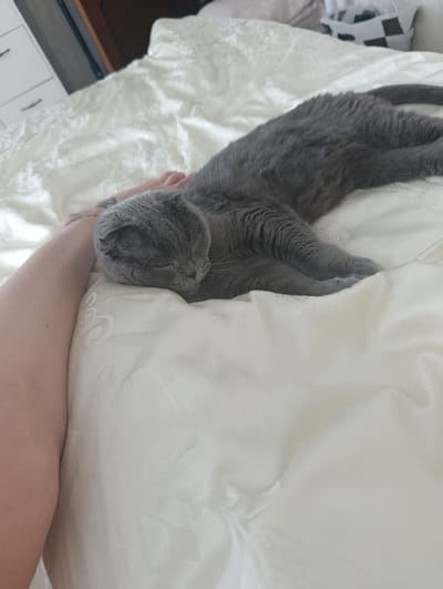 A grey cat is sleeping on a white bedspread. A person's arm is resting next to the cat, with tattoos visible on the arm. The environment appears to be a bedroom, with a chest of drawers visible in the background. The bedspread has a subtle textured pattern.