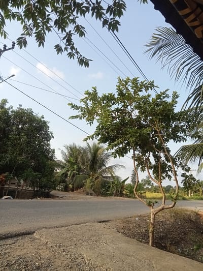 A side view of a rural road in Matangsijuek Timur, Indonesia, is captured under a clear blue sky with scattered wisps of clouds. The road, paved with asphalt, runs diagonally from the bottom left to the middle right of the frame. The immediate foreground on the left is a dusty, gravelly embankment, transitioning to a slightly raised concrete curb. To the right of the road, the embankment is covered in dry grass and small stones.

Several trees are visible. In the foreground on the right, a young tree with a distinctly forked trunk and sparse green leaves stands prominently. Further back on the left, a large, dense tree with dark green foliage dominates the landscape. Between these, and behind them, are various other trees, including palm trees with their characteristic fronds. Some of these trees are closer to a rough, wooden fence that runs along the edge of the road. Beyond the trees, agricultural fields are hinted at with patches of yellow and green.

Overhead, a network of black electrical wires crisscrosses the sky, supported by utility poles visible in the upper left and far right of the image. A street lamp is also visible on a pole to the left. The overall impression is one of a quiet, rural setting in the early morning or late afternoon, given the soft light. There are no people or animals visible in the scene.