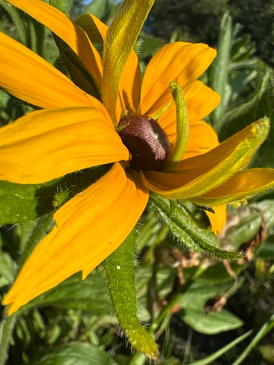 This is a close-up, ground-level, eye-level shot of a bright yellow flower with a dark brown center. The petals are vibrant and slightly wilted in some areas. The flower is surrounded by green foliage, suggesting an outdoor environment. The lighting indicates it is daytime. There are no people or animals visible in the frame. The scene is likely in a garden or natural setting. The location of Цярэшкавіцкі сельскі Савет, Belarus is not discernable from the image itself.