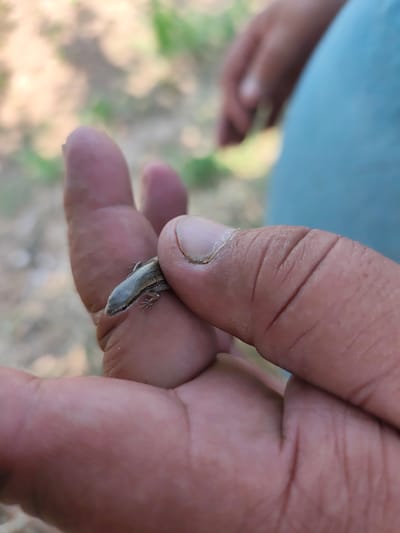 A close-up, eye-level shot captures a person's hand holding a small, grey lizard. The lizard is positioned on the person's thumb, its head facing left. The person's hand is large and appears weathered, with visible wrinkles and dirt under the fingernails. The background is blurred, showing hints of green foliage and a person wearing a blue garment. The scene is outdoors, likely in a natural setting. The image was taken in Sakaldy, Kyrgyzstan.
