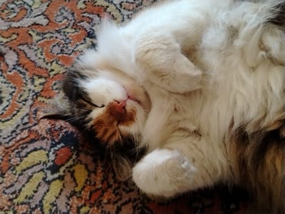 This is a close-up, top-down, eye-level shot of a fluffy calico cat sleeping on its back on a colorful, patterned rug. The cat's fur is a mixture of white, brown, and black, with distinct patches of orange and white on its face. Its eyes are closed, and its pink nose and mouth are visible. One paw is tucked near its chest, while the other is resting on its belly, also tucked in. The cat appears relaxed and peaceful.
The rug beneath the cat has a complex pattern with swirls and organic shapes in shades of orange, brown, black, yellow, and light gray. The lighting suggests it might be daytime, possibly indoors, as the light is diffused and there are no harsh shadows. The overall mood is one of comfort and tranquility. No visible text is present in the image.