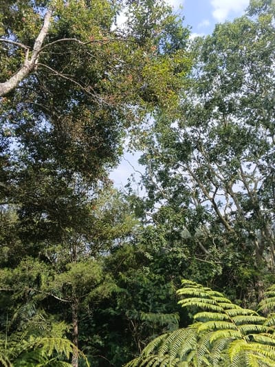 The image presents a dense, overhead view of a natural environment in San Gregorio de Polanco, Uruguay. The scene is dominated by a thick canopy of trees and various plant life, photographed from a low-angle looking upwards towards the sky. Prominent in the foreground are large, vibrant green fern fronds. Above and behind the ferns, numerous mature trees with light-colored, gnarled branches and abundant dark green foliage create a complex, interwoven canopy. Glimpses of a light blue sky with scattered white clouds are visible through the gaps in the dense leaves. The lighting indicates natural daylight. No human subjects, animals, or artificial structures are discernible within the frame.