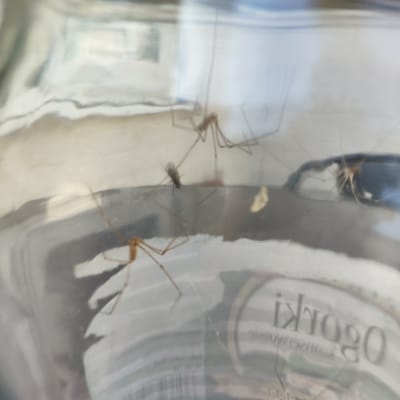 The image shows several cellars spiders inside a glass container, likely a jar or bottle. The spiders have long, slender legs and small bodies, characteristic of this arachnid species. One spider in the foreground is clearly visible, with its legs splayed out. In the middle ground, another spider is partially obscured, and a small insect appears to be caught near it. Further back, a third spider is visible, along with a blurry, pale object.

The setting appears to be indoors, with diffused light suggesting daytime. The glass container has some text and labels visible on its surface, though much of it is distorted and difficult to read due to the curvature of the glass and the focus of the image. Some visible text, when deciphered, reads "OGORKI" which is Polish for "pickles". This suggests the container might have previously held pickles. The overall impression is that of an observation of these creatures within a confined space. There are no people visible in the image. The image is taken in Knowsley, United Kingdom.