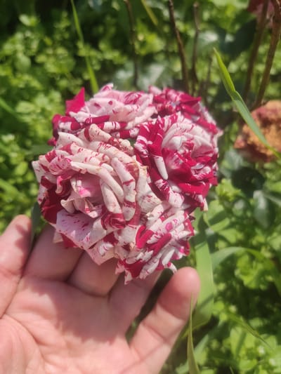 A person's hand is holding a cluster of bi-colored roses, predominantly white with striking red stripes and speckles. The roses are in full bloom, with their petals unfurling in a complex, layered pattern. The hand appears to be a pale skin tone, with visible palm lines and a slightly cupped shape supporting the weight of the flowers. The background is a soft, blurred expanse of lush green foliage, suggesting an outdoor setting in a garden or natural environment. Hints of brown, dry plant matter are visible in the upper right portion of the image, adding a touch of natural decay to the scene. The lighting indicates a sunny day, casting subtle shadows on the hand and highlighting the vibrant colors of the roses. The location in Kliuchi, Russia is not visually discernible from the image itself.