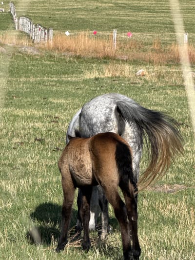 The image depicts a grey speckled mare with a light brown foal nursing in a grassy field. The foal is positioned behind the mare, with its legs visible on the right side of the image. The mare's tail is black at the base, fading to light brown at the ends. The background reveals a grassy field with patches of light brown vegetation. In the distance, there are some white and red markers, and what appears to be a partially collapsed stone wall. The location is presumed to be near Cholpon Ata, Kyrgyzstan.