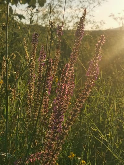 The image shows a close-up view of purple wildflowers, possibly salvia, in a natural setting. The flowers are in bloom, with dense spikes of small purple blossoms. They are surrounded by tall green grass and other foliage, some of which is illuminated by warm, golden sunlight. In the background, the soft focus reveals a hazy, sun-drenched landscape with trees and possibly hills. There are no people or man-made structures visible. The overall impression is one of natural beauty and tranquility, likely captured during golden hour. The scene does not provide any specific indicators of its location in Kubina, Russia.