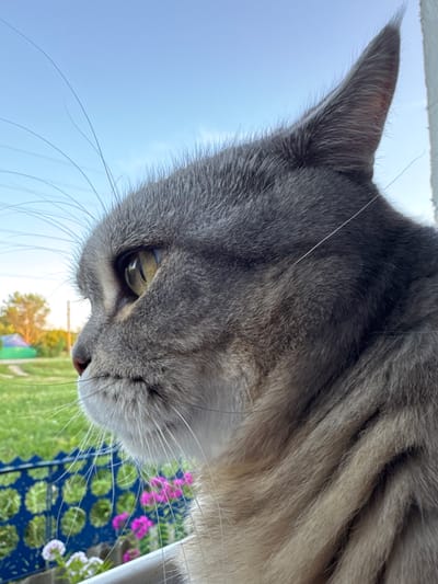 A close-up, profile view of a grey tabby cat is captured, looking intently to the left. The cat's ear is visible against a clear blue sky. The background shows a blurred green field, some trees, and a colorful structure, possibly a tent or playhouse. In the foreground, a blue, ornate fence and some pink and white flowers are visible, partially obscuring the cat's lower face and chest. The lighting suggests it is daytime, with the sun casting a warm glow on the distant trees. The image does not contain any elements that indicate a specific location within the city of Lysaya Gora, Russia.