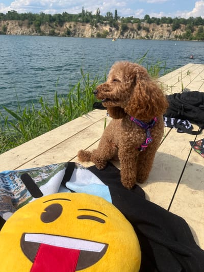 A small, fluffy brown poodle sits on a wooden dock next to a body of water. The dog is wearing a colorful harness. To the right of the dog, there is a large, yellow plush emoji pillow with its mouth open and tongue sticking out. There are also some black and white striped fabric items, a black backpack, and a towel with an image of a cityscape on it. The dog appears to be looking down, possibly at something on the dock. Tall green grass grows along the edge of the dock and the water. In the background, across the water, is a steep, rocky cliff covered in trees. The sky is blue with scattered white clouds. The lighting suggests it is daytime, likely a sunny day. The location is identified as Novomykolaivka, Ukraine.
