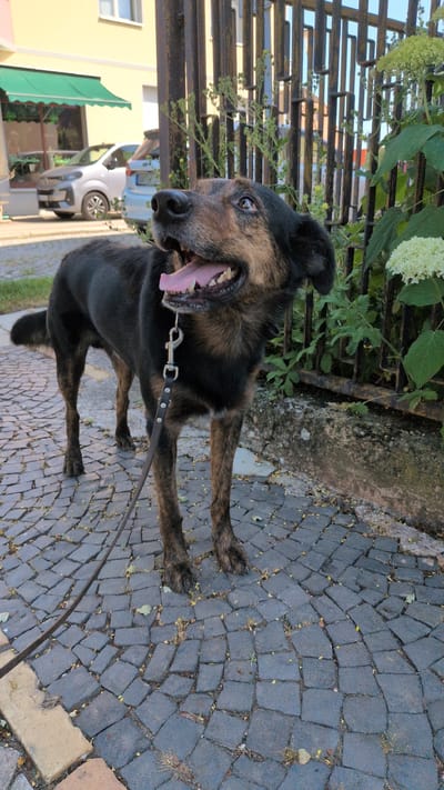 A medium-sized black and tan dog is standing on a cobblestone sidewalk in Buttstädt, Germany. The dog is facing to the right, with its mouth open and tongue extended, appearing to pant or be happy. A brown leather leash is attached to the dog's collar and extends out of the frame to the left. The dog has dark fur on its body and legs, with lighter tan markings on its face and chest. In the background, there is a dark metal fence with vertical bars, and beyond that, some green foliage and a portion of a building. The building has a light yellow facade and a green awning. Two cars are visible parked on the street behind the fence. The cobblestones are arranged in a circular pattern. The lighting suggests it is daytime, possibly late afternoon given the shadows.