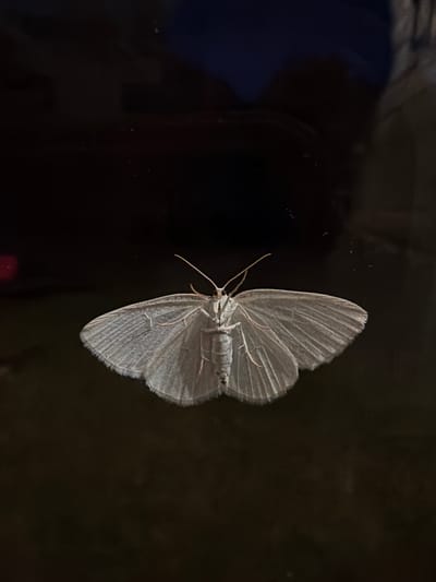 A light-colored moth with its wings spread is positioned centrally on a dark, reflective surface. The moth has a light gray body and translucent, veined wings that appear slightly fuzzy at the edges. Its antennae are clearly visible, extending forward. The background is dark and indistinct, with subtle reflections suggesting it might be a window or a dark, glossy surface. The overall lighting is dim, highlighting the moth against the dark environment. The location of Алешкино Дп, Russia, is not visually represented in the image itself and cannot be determined from the provided visual data.