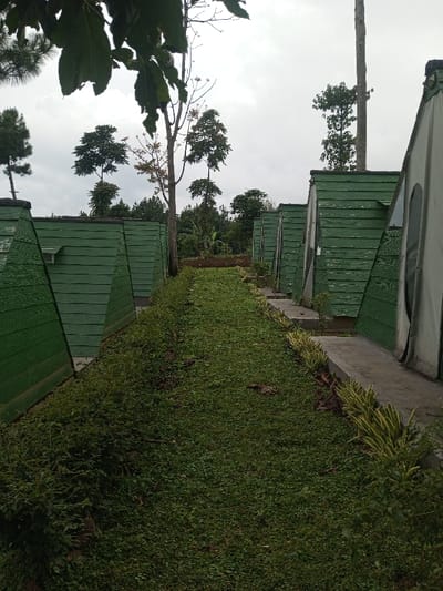The image displays an outdoor lodging facility located in Abbireddygudem, India. The scene features two parallel rows of green, triangular-sided structures, likely cabins or tents, facing each other. These structures are constructed with horizontal wooden paneling. A central path of short, dense green grass runs between the rows of structures. A narrow concrete walkway, edged with small, variegated plants, runs alongside the right-hand row of structures. The rightmost structure visible on the right has a light-colored canvas or fabric entrance. In the background and between the structures, numerous trees with dense green foliage are visible, including several tall, slender trees with leaves clustered at their tops, and some pine-like trees on the left. Overhanging dark green leaves are present in the upper left foreground. The sky is uniformly overcast and light gray. No people are visible.