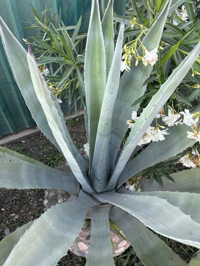 In Alakhadzi, Abkhazia, an Agave plant with thick, pale green leaves is the central focus. The plant has sharp, serrated edges on its leaves and a pointed tip. Delicate white flowers with yellow centers bloom on thin stems among the leaves, with some flowers appearing wilted. Behind the Agave, a green fence is visible, and to the left of the fence, there are other green plants with long, narrow leaves. The ground around the plant is covered with gravel, small stones, and sparse green grass. A spiderweb is visible on one of the Agave leaves.
