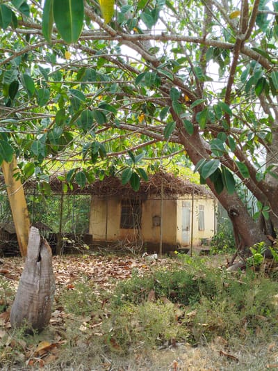 The image depicts a small, dilapidated building obscured by foliage, likely located in a rural or semi-rural area near Đà Giang, Vietnam. The building is painted a pale yellow and has a corrugated metal roof overgrown with vines. The structure appears to be abandoned, with visible signs of decay, including peeling paint and possible structural damage. A large tree with dense leaves dominates the foreground, partially obscuring the building. The ground is covered in fallen leaves and sparse vegetation. A cut or broken tree trunk sits prominently in the lower left corner of the frame. The scene suggests a location characterized by vegetation overgrowth and abandonment. No people are visible.