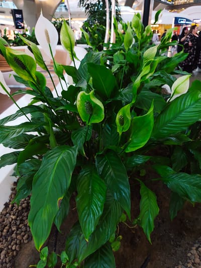 In Al Matar, United Arab Emirates, a dense arrangement of lush green peace lily plants, identified as *Spathiphyllum*, occupies a large planter. Several of the plants display their characteristic white spathes, while others are in bud or have developing green spathes. The foliage is glossy and varied in size, with some leaves exhibiting minor brown tips or yellowing. The planter is filled with a dark, moist soil interspersed with small, rounded brown pebbles, and the surrounding environment appears to be a public indoor space, possibly an airport terminal, given the modern architectural elements and the presence of blurred figures in the background. The lighting suggests an indoor setting with artificial illumination.