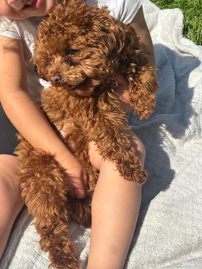 A light-skinned individual wearing a white shirt is lying on a gray blanket outdoors on grass, possibly in a park or yard. A brown poodle is resting on the person. The scene is bathed in sunlight, with shadows cast across the blanket. The location is Werl, Germany.