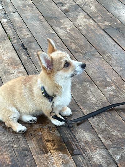 A corgi puppy is sitting on a wooden deck. The puppy is light brown and white with a black nose and black eyes. It is wearing a blue and yellow collar and a black leash. The deck is made of dark brown wooden planks, some of which are wet. The background is out of focus. The location is Pchelka, Russia.