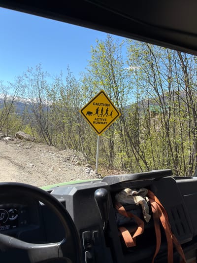 The image captures an outdoor scene from the perspective of a vehicle, likely an off-road utility vehicle or ATV, within what appears to be a natural, mountainous environment. The photo is oriented vertically, showing a bright, sunny day.

In the foreground, a significant portion of the image is occupied by the interior of the vehicle on the right side. A black steering wheel is visible at the bottom right, with a digital dashboard showing "TRIP" and the number "093.8", along with a speedometer indicating "0". Above the steering wheel, part of the vehicle's controls and a storage compartment can be seen, containing orange nylon straps and a crumpled white cloth or rag. The left side of the image shows part of the vehicle's dark roof or interior trim.

The central focus of the scene is a yellow, diamond-shaped warning sign on a pole, situated next to a dirt or gravel road. The sign features black text and silhouettes. From top to bottom, it reads "CAUTION", followed by silhouettes of three running human figures and a bear. Below these figures, the text continues "ACTIVE" and "RUNWAY".

Beyond the sign and the road, a dense growth of trees with fresh, light green leaves suggests springtime. In the distance, snow-capped mountains rise under a clear, bright blue sky with a few wispy clouds. The road itself appears unpaved and rugged, hinting at a remote or wilderness area.

The time of day appears to be mid-day, given the bright illumination and distinct shadows. The weather is clear and pleasant. The combination of the sign warning about people and bears on an "ACTIVE RUNWAY" alongside the rugged terrain and mountainous backdrop strongly suggests a remote wilderness location, consistent with the provided context of Denali National Park and Preserve in the United States. The overall mood is one of adventure and caution in a wild, scenic landscape.