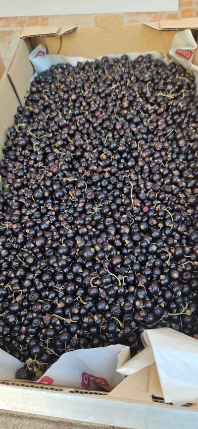 The image shows a close-up, top-down view of a cardboard box filled with black currants. The currants are small, round, and dark purple to black in color, with some stems still attached. They are densely packed, filling the box to the brim. Some of the berries appear slightly shriveled. The cardboard box has visible corrugated edges and the top is open, revealing the abundance of fruit. A portion of white paper or packaging is visible at the bottom of the box, with a red logo that appears to read "Coop", suggesting a retail or grocery context. The background consists of a brick wall and a lighter colored surface, possibly a tabletop or counter. The scene is outdoors, as indicated by the lighting and the background textures. The image is taken in Hévíz, Hungary. There are no people or animals visible in the image. The overall impression is one of a fresh harvest or a bulk purchase of black currants.