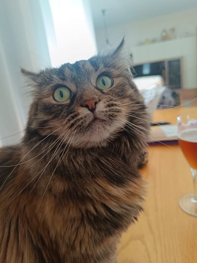 A medium shot captures a long-haired tabby cat with wide green eyes looking directly at the camera. The cat is positioned on a wooden table, with a glass of amber liquid, likely beer, to its right. The background is softly blurred, showing what appears to be an indoor setting with natural light filtering in from the left, possibly from a window with sheer curtains. The focus is entirely on the cat's expressive face and fluffy fur, highlighting its prominent whiskers. There is no indication of the city of Vitoria-Gasteiz, Spain.