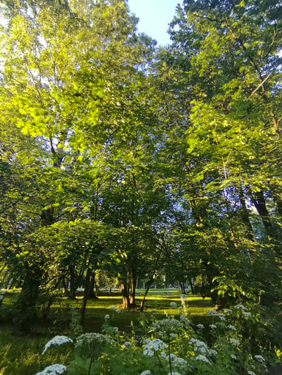 The image depicts a park in Zelenogorsk, Russia, bathed in the warm, dappled light of late afternoon or early morning. Tall deciduous trees with vibrant green foliage dominate the scene, their leaves illuminated by the sun, creating a canopy that casts shadows on the grassy ground below. In the foreground, a cluster of white wildflowers, possibly hogweed, adds a delicate touch to the lush greenery. The background reveals a park pathway and more trees, suggesting a well-maintained public space. There are no people visible in the frame, and the overall atmosphere is one of serene natural beauty.