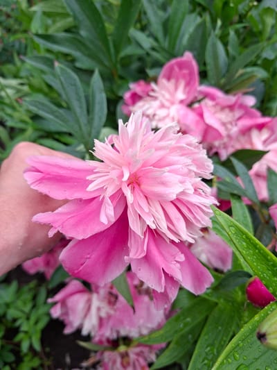 A close-up, eye-level shot captures a vibrant pink peony flower being gently held by a person's hand. The flower, with its delicate, layered petals, is speckled with water droplets, suggesting recent rain. The background is filled with lush green foliage and other partially bloomed pink peonies, creating a soft, natural setting. The scene appears to be in a garden, potentially in Pervouralsk, Russia, given the context.