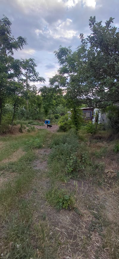 This is a wide, vertically oriented photograph of a rural scene in Ketrysanivka, Ukraine. The image is dominated by lush green foliage, with tall trees on the left and a dense undergrowth of grass and bushes on the right, suggesting a natural or overgrown environment. A dirt path meanders through the scene, leading towards a small, weathered building in the background. The building appears to be a simple structure with a visible window and a porch.

In the middle ground, a black dog stands near a small, bright blue structure, possibly a doghouse or a feeder. The dog is alert and facing away from the camera. The sky above is filled with dramatic, overcast clouds, hinting at a possibly stormy or moody day, though the overall lighting suggests it is late afternoon or early evening.

The composition emphasizes the natural elements and the rustic, untouched feel of the location. The contrast between the wild vegetation and the man-made structures highlights the integration of human habitation within the natural landscape. There are no discernible emotions conveyed due to the lack of human subjects and the distance from the building. No text is visible in the image.