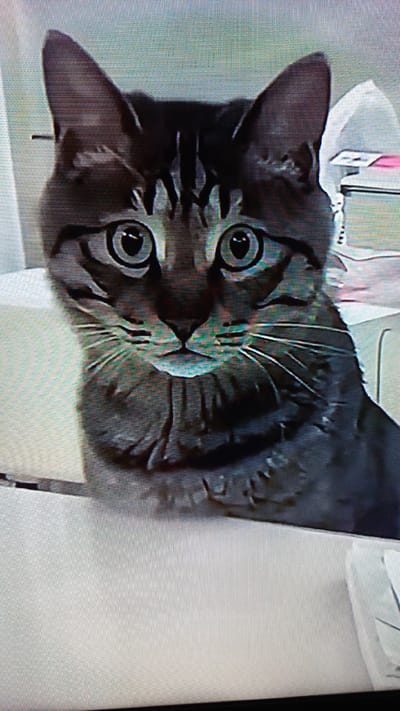 The image is a close-up, head-on shot of a tabby cat. The cat has large, round, light-colored eyes with dark pupils. Its fur is striped with dark brown and gray, and it has prominent white whiskers. The cat's ears are large and pointed, and its expression appears alert or curious. The background is slightly blurred, showing hints of office-like elements, such as what appears to be stacks of paper and a white partition. The lighting is soft and diffused, suggesting an indoor environment. The image quality is somewhat grainy, indicating it might be a photograph taken from a screen or a low-resolution image. No visible text is present in the image. The overall impression is a portrait of a domestic cat in an indoor setting, possibly an office or home office, given the background elements.