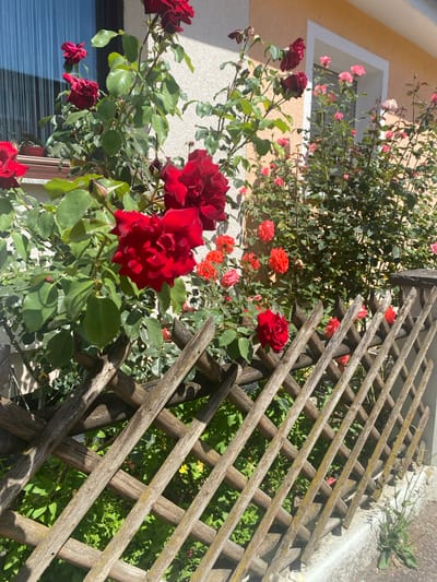 This is a close-up, eye-level, outdoor shot of a rose bush with blooming red roses. The roses are in various stages of bloom, with some fully open and others still in bud. The rose bush is climbing on a wooden lattice trellis, which is weathered and shows signs of age. Behind the trellis, there are more rose bushes with pink and orange roses, and green foliage. The wall of a building with a window is visible on the left side of the frame, painted in a light yellow or cream color. The sun is shining brightly, casting shadows and highlighting the textures of the roses and the trellis. The overall impression is one of a vibrant and well-tended garden on a sunny day. The image appears to be taken in Sachsenheim, Germany. There is no visible text in the image.