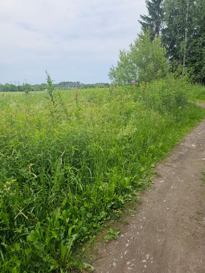 The image depicts a grassy field with a dirt path running alongside it. The field is filled with tall, green grass and some wildflowers, with trees visible in the background. The sky is a light blue with some clouds. The path is made of dirt and small stones, and appears to be a rural or natural setting. There are no people or animals visible in the image. The scene suggests a daytime setting, likely during the summer or early autumn given the lush greenery and the clear sky. The overall impression is one of a peaceful, natural landscape. The location context suggests the image was taken in Mäntsälä, Finland.