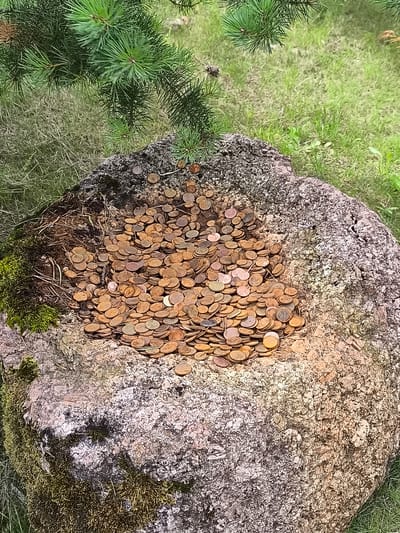 In Mažučiai, Lithuania, a large, rough-textured boulder is partially filled with a dense collection of copper-colored coins. The boulder has a roughly circular depression on its top surface, which serves as a makeshift coin receptacle. Some of the coins are layered and piled high within this depression. Moss and some dried pine needles are visible on the left side of the boulder, suggesting an outdoor, possibly wooded, environment. A pine tree branch with green needles extends into the upper left corner of the frame, casting a subtle shadow over some of the coins. The ground surrounding the boulder is covered in green grass, indicating a natural setting.