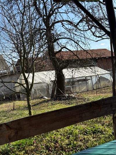 The scene, located in Gorna Grashtitsa, Bulgaria, depicts an outdoor area, likely a residential property or plot of land, under a clear blue sky. In the lower foreground, a dark brown wooden board extends diagonally, partially obscuring ground cover composed of green grass and small patches of purple flowering plants. The midground features several leafless deciduous trees with bare branches silhouetted against the sky. A rectangular greenhouse, constructed with a translucent white plastic sheeting over a visible frame, occupies the central midground and exhibits signs of wear, including some sagging of the covering. In the background, multiple structures are discernible: a building with a reddish-brown tiled roof is prominent, and to its left, a lighter-colored building with an external unit mounted on its wall is partially visible. No individuals or specific actions are depicted within the frame.