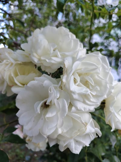 A close-up, eye-level shot captures a cluster of white roses blooming outdoors. The flowers are the primary subject, filling the frame with their delicate, layered petals. The background consists of blurred green foliage and hints of bright sky, suggesting a garden setting. The lighting is natural and soft, highlighting the texture and form of the roses. The image does not contain any people or discernible elements indicating a specific location within Aytos, Bulgaria, beyond a general outdoor, natural environment.