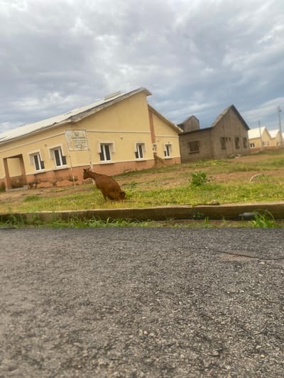 A brown goat is grazing on the side of a road in front of a light yellow building with white trim. The goat is the primary subject, positioned in the middle ground of the image, facing away from the camera towards the building. The road occupies the left foreground, showing a textured asphalt surface. The building appears to be residential or institutional, with multiple windows visible. In the background, another building, seemingly under construction, is partially visible. The setting is outdoors, with a strip of green grass and some sparse vegetation between the road and the building. The sky is overcast with dramatic clouds, suggesting a cloudy or potentially stormy day. The lighting is diffused, indicating it is likely daytime. A sign is affixed to the front of the yellow building, but the text is not clearly legible. The overall scene appears to be in Bulamare, Nigeria. There are no people visible in the image. The activity is simply the goat grazing.