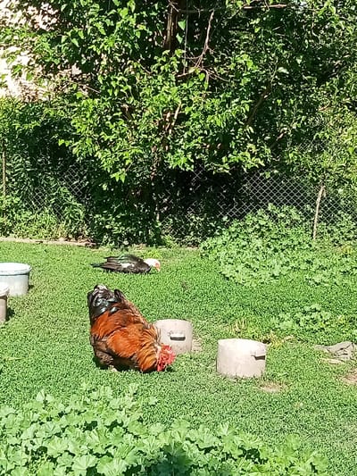 This media file captures a sunny outdoor scene in a grassy yard, likely in Stavchyntsi, Ukraine. The primary subjects are two birds: a large rooster with predominantly reddish-brown plumage and a black and white duck. The rooster is positioned in the foreground, facing away from the camera and pecking at the grass. The duck is in the mid-ground, lying down on the grass with its head tucked.

The setting is a garden or yard with lush green grass covering the ground. In the background, a dense green foliage of trees and bushes forms a natural backdrop. A chain-link fence is visible behind the foliage, suggesting a boundary to the property. Several light-colored cylindrical objects, possibly feeders or containers, are scattered on the grass, with two more prominent ones near the rooster. A white bucket is also visible to the left of the frame.

The scene appears to be taking place during the daytime, indicated by the bright sunlight casting shadows and illuminating the subjects. The weather seems fair and warm, conducive to outdoor activity for the animals. The overall atmosphere is peaceful and rural, with the birds appearing relaxed in their environment. There is no visible text in the image.