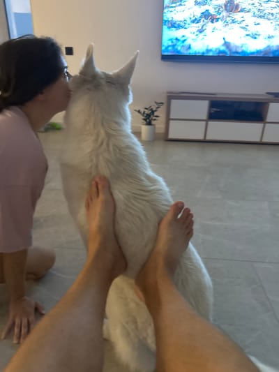 In a residential interior, a person wearing a pink shirt is kneeling on a light-colored tiled floor, kissing a large white dog. The dog is positioned upright, facing away from the viewer. In the foreground, two pairs of bare human legs are visible, with one pair positioned in front of the dog and the other pair in the lower center of the frame. In the background, a wall-mounted television displays an image, and a modern entertainment unit with white cabinet doors and a wooden frame is present. A potted plant sits on the floor to the left of the entertainment unit. The lighting suggests an indoor setting, likely during the daytime. The scene does not contain any elements that would suggest a location in Rassokha, Russia.