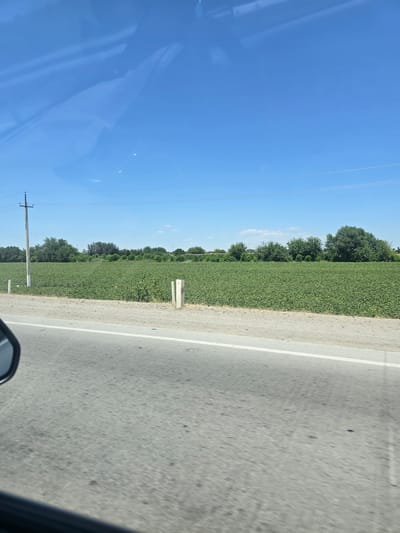 The image shows a rural landscape under a clear blue sky, likely taken from a vehicle traveling along a paved road. In the foreground, the asphalt road with a white stripe is visible, along with a portion of a car's side mirror and interior. Beyond the road, a vast field of lush green crops stretches horizontally across the frame. The crops appear to be short, dense, and uniformly planted, suggesting a cultivated agricultural area. A row of trees and other vegetation borders the field in the middle ground, with a utility pole visible on the left side of the image. The overall environment suggests a sunny day in a rural or agricultural region. There are no people or animals visible in the frame. The location is identified as Dehcha, Uzbekistan.