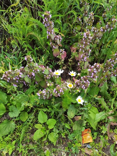 This is an outdoor, eye-level shot of a cluster of wildflowers and greenery in Volsk, Russia. The scene is dominated by a mix of plants, with distinct purple flowers and white daisies visible. The purple flowers grow in spikes with small, tubular petals, and are interspersed with green and reddish-tinged leaves. The daisies have white petals surrounding a yellow center. The surrounding foliage consists of various green leaves and grasses, some with feathery textures and others broad and rounded. The ground is covered in earth, grass, and scattered plant debris.
In the lower right corner of the image, a small, orange packet with visible text lies on the ground amongst the plants. The text is difficult to read clearly, but appears to be in Cyrillic script. A small blue piece of debris is also visible near the packet. The lighting suggests it is daytime, likely under natural sunlight, as there are no artificial light sources or distinct shadows indicating artificial lighting. The overall impression is of a natural, somewhat unkempt outdoor setting, possibly a field, meadow, or roadside verge. The focus is on the natural elements of the flora, with the discarded packet serving as a contrasting man-made element within the scene.