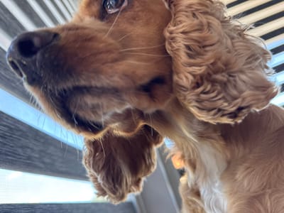 A close-up, low-angle shot captures the face of a golden-brown dog with long, floppy ears, looking upwards. The dog's nose and eye are in sharp focus, while its ears and body are blurred. The background consists of horizontal blinds, some of which are dark and some are lighter, suggesting daylight coming through a window. The scene appears to be indoors. No specific location in Dibich, Bulgaria, can be determined from the visual information provided.