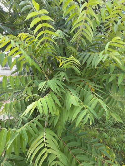 The image displays a dense canopy of green leaves, characteristic of a tree or shrub. The leaves are compound, with numerous individual leaflets arranged along a central stem. The foliage varies in color from a bright, almost yellowish green on the newer growth to a deeper, darker green on older leaves. The stems of the branches are visible, some appearing reddish-brown. The leaves are long and narrow, with serrated edges and prominent parallel veins. The overall impression is one of lush, overgrown vegetation.
In the background, hints of a building structure with a grid pattern can be seen through the leaves, suggesting an urban or semi-urban environment. There is also a glimpse of overgrown grass and possibly other types of vegetation further in the background. The lighting suggests it is daytime, with diffused light filtering through the leaves. There is no specific activity or event depicted, as the focus is entirely on the foliage. The scene appears natural and perhaps a bit wild due to the density of the growth. There is no visible text in the image. The location context indicates Slavyansk-na-Kubani, Russia, which aligns with the type of vegetation and the presence of a building.