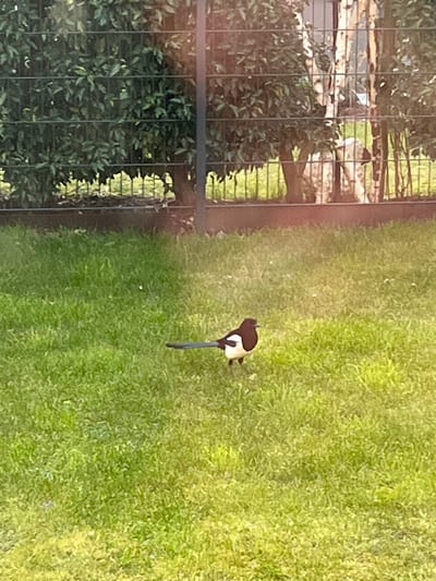 The image, captured in Foetz, Luxembourg, depicts a black and white Eurasian magpie standing on a vibrant green lawn. The bird is positioned slightly left of the image's vertical center, oriented towards the left. A dark metal fence with horizontal and vertical bars spans the upper background, separating the lawn from an area containing dense green foliage. Behind the fence and partially obscured by the foliage, multiple tree trunks are visible, along with a large, light-colored, irregularly shaped object or animal with darker markings, located towards the right. The ground immediately beyond the fence also consists of green grass and patches of darker soil or mulch. The scene is illuminated by natural daylight, exhibiting visible sun glare in the upper portion of the frame.