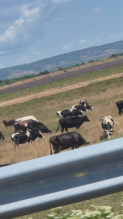 A herd of cows are grazing in a field in Palauzovo, Bulgaria. The field is mostly dry grass, with a patch of purple flowers in the distance. There are also some birds in the distance, possibly storks. The sky is blue with some clouds. In the foreground, there is a metal guardrail.