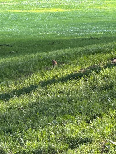 The image shows a ground-level view of a grassy field in South Abington Township, United States of America. The field is predominantly green, with patches of small white flowers scattered throughout. Sunlight casts a shadow diagonally across the grass, creating a contrast between illuminated and shaded areas. In the mid-ground, a small brown animal, possibly a rodent or a bird, is visible standing in the grass. The background is a blur of green, suggesting more of the same grassy terrain. The overall scene depicts a natural outdoor environment, likely a park or a meadow.
