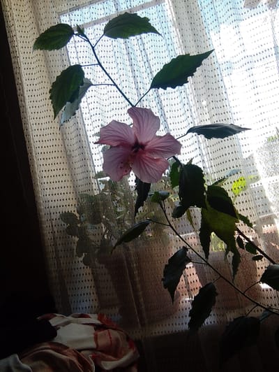 A potted hibiscus plant with a pale pink flower is positioned in front of a sheer, textured curtain. The curtain is draped in front of a window, through which daylight is visible, creating a soft, diffused light on the scene. Several large, dark green leaves extend from the plant's branches, some partially obscuring the curtain. In the lower left of the image, a section of a blanket or throw is visible, featuring a pattern of red and beige stripes on a white background. The overall setting appears to be indoors, likely near a window in a residential or indoor space, in Nor Geghi, Armenia.