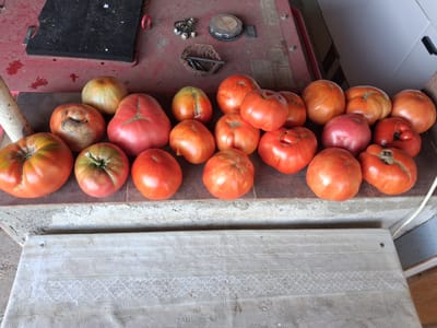 In the city of Goran, Bulgaria, a close-up, eye-level shot captures a collection of ripe, red tomatoes arranged on a weathered, reddish-brown surface and a concrete ledge. The tomatoes vary in size and shape, with some exhibiting the characteristic lobed structure of heirloom varieties. Several tomatoes appear freshly picked, with some still retaining green stems.
Behind the tomatoes, the surface is cluttered with miscellaneous items, suggesting an outdoor or workshop setting. A black, rectangular object with a red ringed latch is visible, along with a small, woven basket containing metal items. A silver-colored cap with a red circular emblem rests on the surface, accompanied by a few small, metallic objects and a small, coiled spring or wire. The overall lighting is natural, casting subtle shadows and highlighting the textures of the tomatoes and the surrounding objects. The composition is dominated by the vibrant colors of the tomatoes against the muted tones of the background elements.