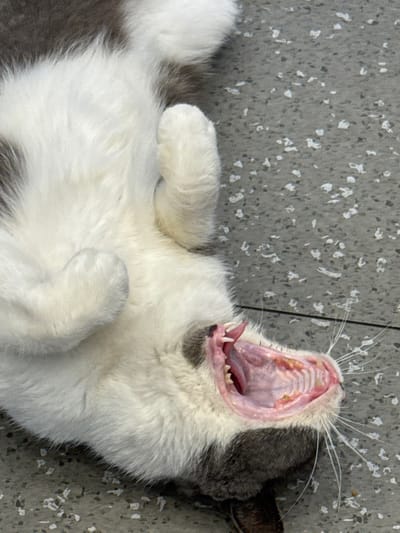 An overhead, close-up view depicts a bicolored cat, primarily white with dark grey fur patches, lying supine on a speckled grey ground surface. The cat's body is positioned diagonally across the frame, with its belly facing upwards. Its mouth is wide open in a yawn or stretch, prominently displaying its pink tongue, gums, palate, sharp canine teeth, and visible molars. White whiskers extend outwards from its muzzle. Its forepaws are partially visible, curled inwards. The ground is characterized by a dark grey background embedded with numerous small, irregularly shaped light-colored particles, indicative of a concrete or paved surface. This scene is located in Fenghuang, China.