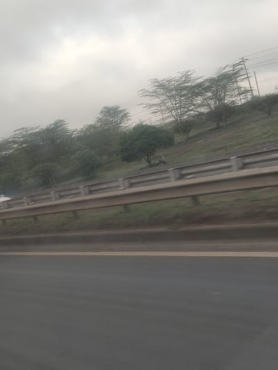 The image captures an overcast roadside scene in Biashara ward, Kenya. In the foreground, a dark grey asphalt road with a single, faded yellow shoulder line is visible. Above the road, a bronze-colored metallic guardrail extends horizontally, backed by a light grey concrete barrier or retaining wall. Behind these structures, a green, upward-sloping embankment is covered with sparse vegetation, including several trees with light green, feathery foliage and denser, round-leafed bushes.

Approximately midway up the embankment, positioned below a denser, round-leafed bush and to the right of the image center, a light-colored, tan-grey mammal is observed in a seated or resting posture. Its form is consistent with a medium-sized primate, possibly a baboon or monkey. A smaller, darker object is partially visible adjacent to this animal. In the background, additional trees line the horizon beneath a uniformly overcast, light grey sky. Utility poles and power lines are visible on the far right. No human figures or active interactions are discernible.
